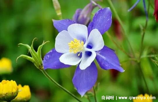 _十大不吉利花图片，白色玫瑰代表的死亡葬礼(详细介绍)_十大不吉利花图片，白色玫瑰代表的死亡葬礼(详细介绍)