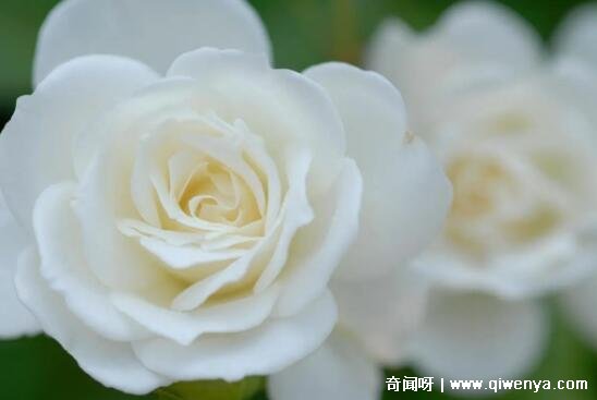 十大不吉利花图片，白色玫瑰代表的死亡葬礼(详细介绍)_十大不吉利花图片，白色玫瑰代表的死亡葬礼(详细介绍)_