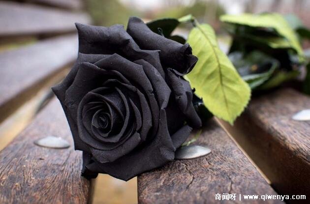 十大不吉利花图片，白色玫瑰代表的死亡葬礼(详细介绍)_十大不吉利花图片，白色玫瑰代表的死亡葬礼(详细介绍)_