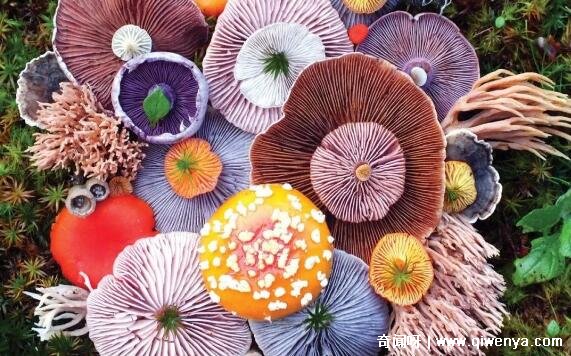 十大不吉利花图片，白色玫瑰代表的死亡葬礼(详细介绍)_十大不吉利花图片，白色玫瑰代表的死亡葬礼(详细介绍)_