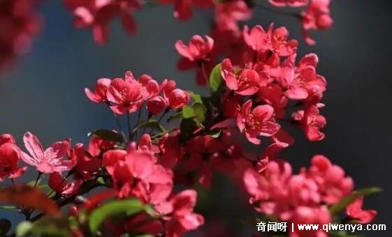 十大不吉利花图片，白色玫瑰代表的死亡葬礼(详细介绍)_十大不吉利花图片，白色玫瑰代表的死亡葬礼(详细介绍)_