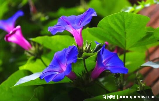 _十大不吉利花图片，白色玫瑰代表的死亡葬礼(详细介绍)_十大不吉利花图片，白色玫瑰代表的死亡葬礼(详细介绍)