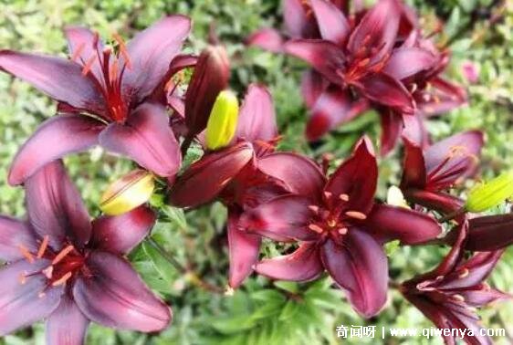 十大不吉利花图片，白色玫瑰代表的死亡葬礼(详细介绍)__十大不吉利花图片，白色玫瑰代表的死亡葬礼(详细介绍)