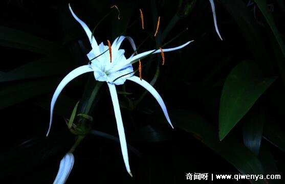 十大不吉利花图片，白色玫瑰代表的死亡葬礼(详细介绍)_十大不吉利花图片，白色玫瑰代表的死亡葬礼(详细介绍)_