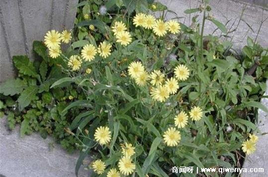 十大不吉利花图片，白色玫瑰代表的死亡葬礼(详细介绍)_十大不吉利花图片，白色玫瑰代表的死亡葬礼(详细介绍)_