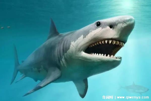 _灭绝的鲨鱼大小排行榜_灭绝鲨鱼种类