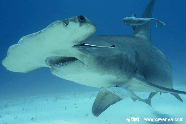 灭绝的鲨鱼大小排行榜__灭绝鲨鱼种类
