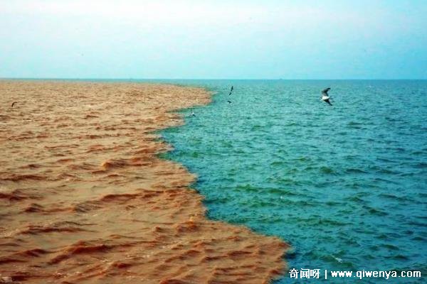 黄河流经渤海__黄河在渤海什么地方入口