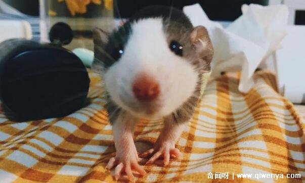 老鼠听到害怕的声音__老鼠惧怕的声波