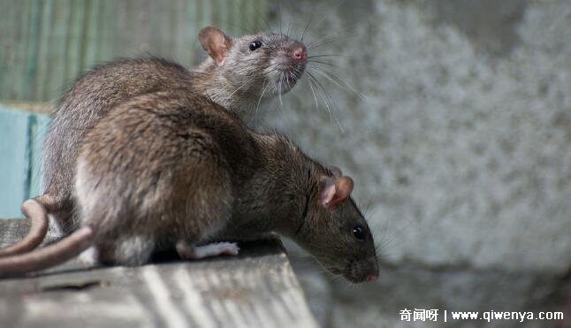 老鼠听到害怕的声音_老鼠惧怕的声波_