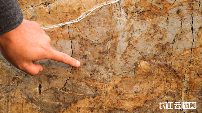 5100年前的史前水坝在湖北面世