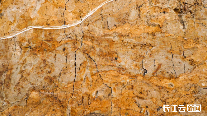 5100年前的史前水坝在湖北面世