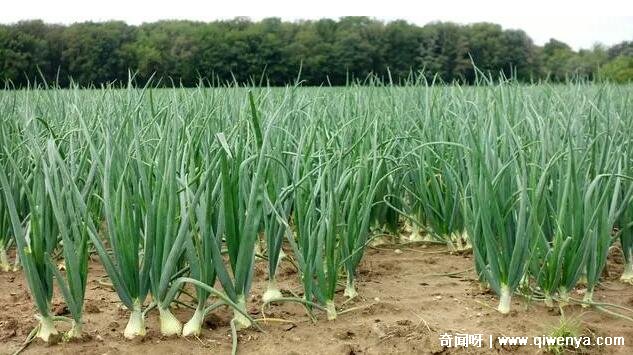 大葱对肥料的需求__大葱用肥方案