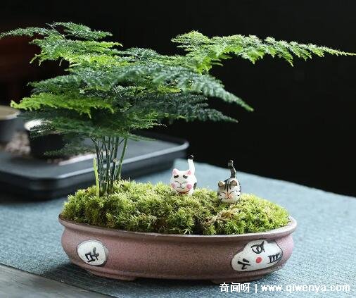 _文竹会净化空气吗_文竹在室内养有毒吗