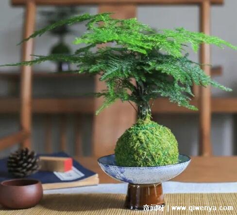 文竹在室内养有毒吗_文竹会净化空气吗_