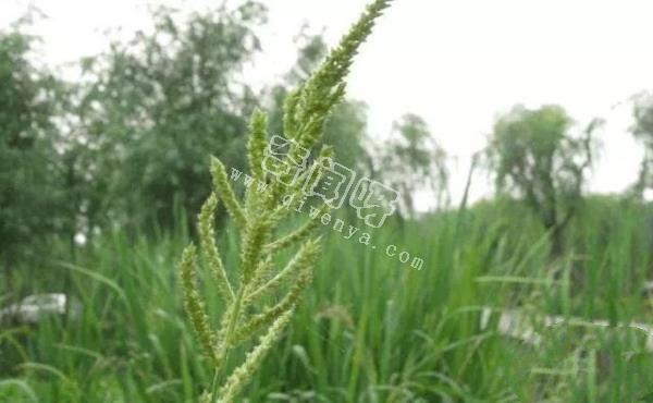 小时候常见，却叫不出名字，这些植物你们那里叫什么？