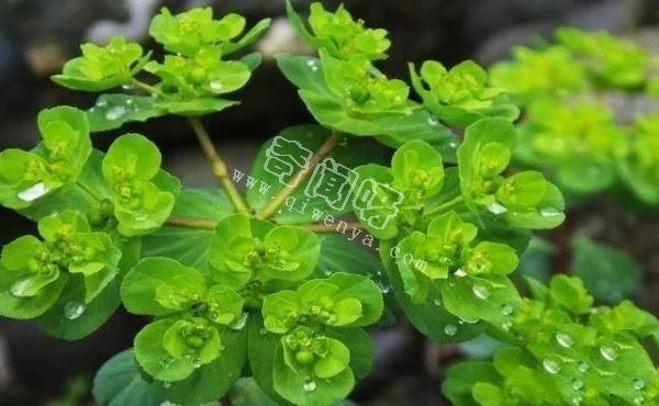 小时候常见，却叫不出名字，这些植物你们那里叫什么？