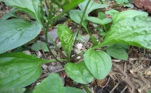 小时候常见，却叫不出名字，这些植物你们那里叫什么？
