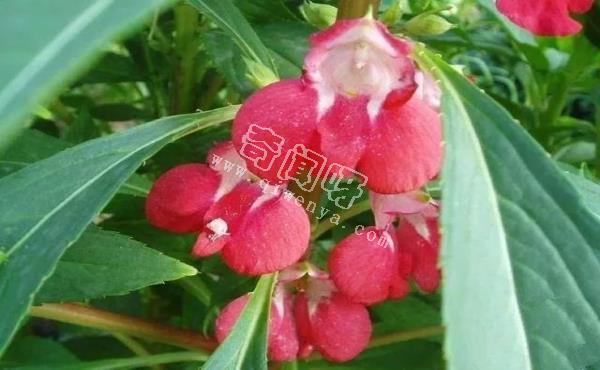 小时候常见，却叫不出名字，这些植物你们那里叫什么？