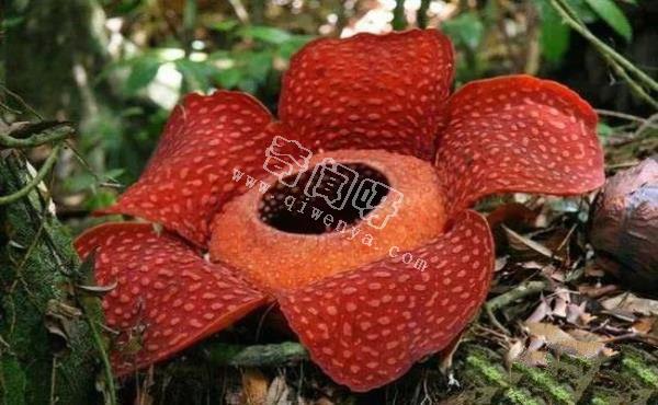 真实存在的怪异植物：“画风”太诡异