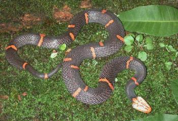 _白头奎蛇价格_白头蝰绝食