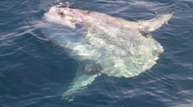 海边晒鱼图片__躺在海边晒太阳