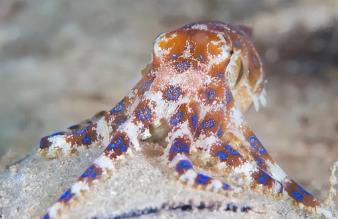 蓝环章鱼解毒剂__蓝环章鱼毒液在哪里