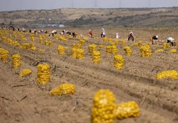 _沙漠土豆_沙漠种土豆百事