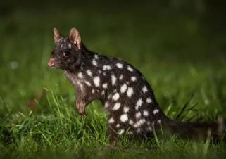 世界上最“风流”的动物，一次交配时长可达一天，甚至为交配而死_世界上最“风流”的动物，一次交配时长可达一天，甚至为交配而死_