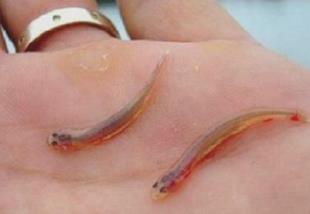 _吸人血的鱼叫什么_吸血鲶鱼是什么东西