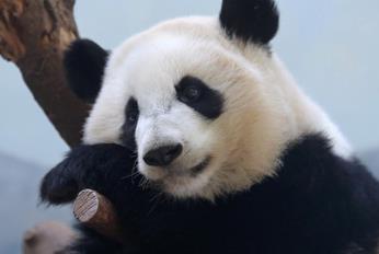 大熊猫国宝的百年传奇_国宝熊猫是不是传销_