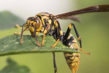 蜜蜂杀手__蜜蜂刺人视频