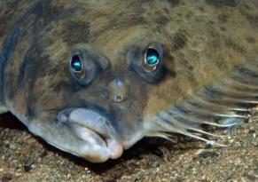 _两只眼睛长一侧的鱼_鱼眼睛一个长头顶一个在侧面