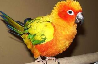 鹦鹉智商最高的品种__鹦鹉智商排名前10名