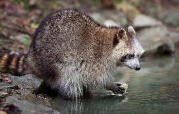 浣熊吃东西为什么要洗洗_爱洗食物的小浣熊教案_