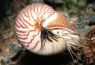 鹦鹉螺是远古生物吗_鹦鹉螺是现存最古老的什么生物_