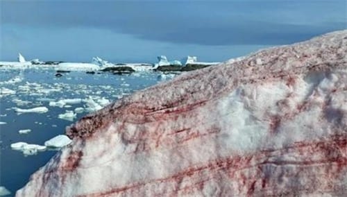 阿尔卑斯山为什么会出现粉色冰川