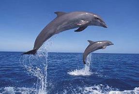 人的智商高还是海豚的智商高__海豚的智商相当于人的几岁的人