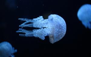 海蜇是动物植物__海蜇动物