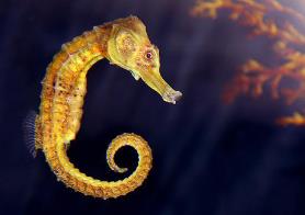 海洋中有哪些鱼类_海马属于鱼类吗_