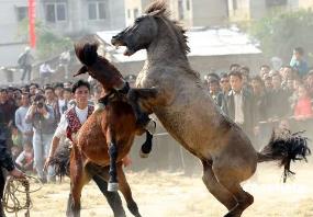 最特别的苗族斗马节，闻名于世界(斗马招亲/百年历史)__最特别的苗族斗马节，闻名于世界(斗马招亲/百年历史)