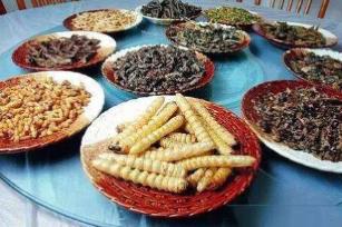 _舌尖上的虫子_吃舌尖消灭虫口味害虫族视频