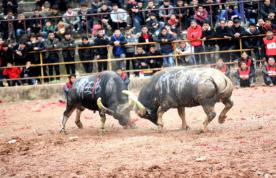 侗族斗牛节的风俗__苗族的斗牛节