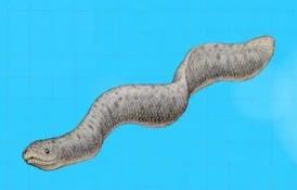 史前巨兽排行榜_史前巨兽排名_