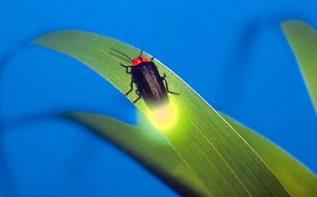 萤火虫发光是化学__萤火虫发光的化学式