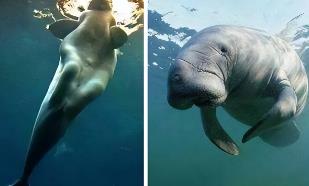 _美人鱼相似模型_美人鱼相似的动物