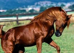 揭秘汗血宝马之谜,血汗是因视觉误差或被寄生虫叮咬__揭秘汗血宝马之谜,血汗是因视觉误差或被寄生虫叮咬