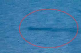 _湖光岩水怪之谜真相:庞大黑影,体长3米(同时看到30条)_湖光岩水怪之谜真相:庞大黑影,体长3米(同时看到30条)