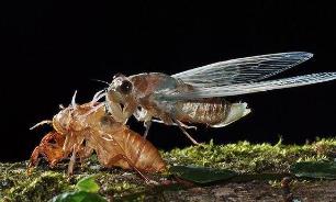 _蝉能治什么病_蝉吃了有什么功效