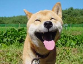 为什么说狗缘好的人阴德厚重__狗缘好的人